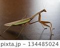 威嚇するダークヒーロー的なカマキリのイメージ 134485024