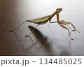 威嚇するダークヒーロー的なカマキリのイメージ 134485025