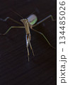 威嚇するダークヒーロー的なカマキリのイメージ 134485026