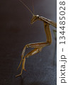 悲しそうなダークヒーロー的なカマキリのイメージ 134485028