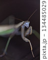 威嚇するダークヒーロー的なカマキリのイメージ 134485029