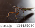 威嚇するダークヒーロー的なカマキリのイメージ 134485030