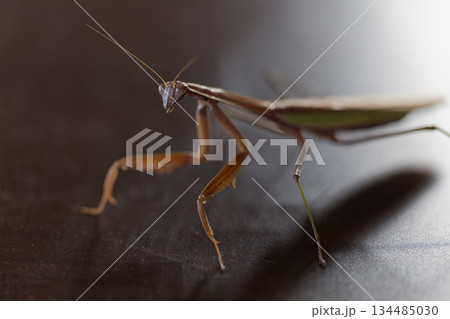 威嚇するダークヒーロー的なカマキリのイメージ 134485030