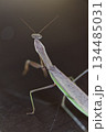 カマキリの後ろ姿イメージ 134485031