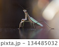 威嚇するダークヒーロー的なカマキリのイメージ 134485032