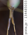 正面から見たダークヒーロー的なカマキリのイメージ 134485033