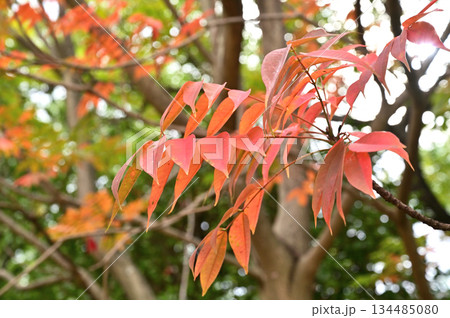 越谷散歩・浄土宗 安国寺　越谷市大泊 134485080