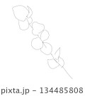 ユーカリの葉を描いたシンプルな線画イラスト｜インテリアや資料に使いやすい植物モチーフ 134485808