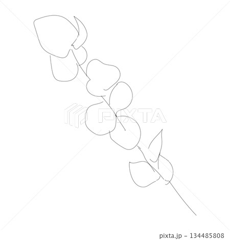 ユーカリの葉を描いたシンプルな線画イラスト|インテリアや資料に使いやすい植物モチーフ ユーカリの葉を描いたシンプルな線画イラスト|インテリアや資料に使いやすい植物モチーフ 134485808