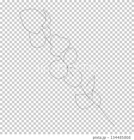 ユーカリの葉を描いたシンプルな線画イラスト|インテリアや資料に使いやすい植物モチーフ ユーカリの葉を描いたシンプルな線画イラスト|インテリアや資料に使いやすい植物モチーフ 134485808