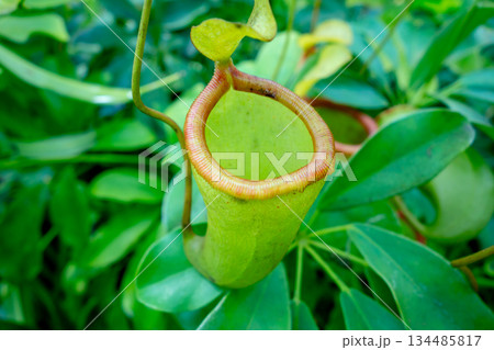 Close-up of nepenthes plant with vibrant green traps and tropical leaves 134485817