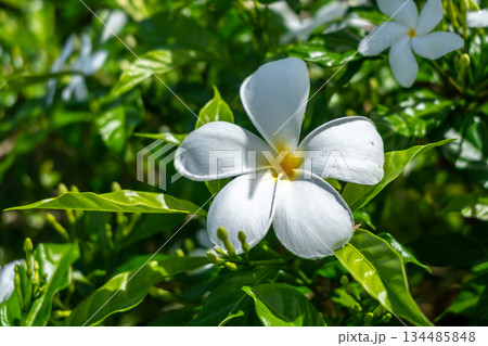 Frangipani Flower on Tahaa Island, French Polynesia Frangipani Flower on Tahaa Island, French Polynesia 134485848