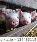 Curious Piglets in Pen 134486115