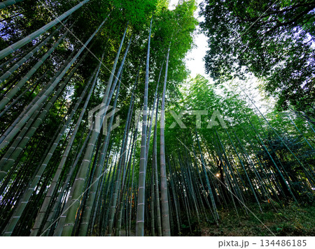 冬の孟宗竹林 冬の孟宗竹林 134486185