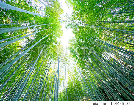 冬の孟宗竹林 134486186