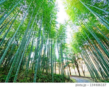 冬の孟宗竹林 冬の孟宗竹林 134486187