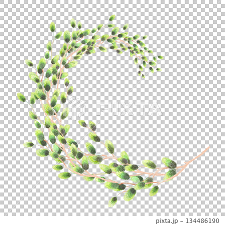 Branche of easter willows. Watercolor illustration. For fabric, wallpaper, packing paper, greeting cards, design, decoration and illustration. 134486190