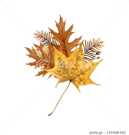 Watercolor illustration of an autumn bouquet with oak and maple leaves, dried metasequoia branches and seeds on white. Hand-painted botanical style, good for cards, prints, packaging and fall decor Watercolor illustration of an autumn bouquet with oak and maple leaves, dried metasequoia branches and seeds on white. Hand-painted botanical style, good for cards, prints, packaging and fall decor 134486392