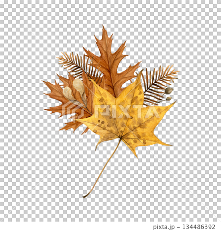 Watercolor illustration of an autumn bouquet with oak and maple leaves, dried metasequoia branches and seeds on white. Hand-painted botanical style, good for cards, prints, packaging and fall decor 134486392