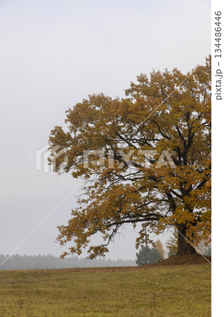 a lone oak tree growing next to the woods in the autumn on a foggy morning, one oak with orange rusty foliage against a gray dreary sky a lone oak tree growing next to the woods in the autumn on a foggy morning, one oak with orange rusty foliage against a gray dreary sky 134486446