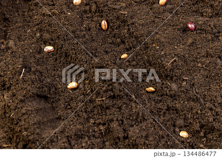 bean seeds in the soil in the spring of the year, several bean seeds lie in the ground for planting and obtaining a new crop 134486477