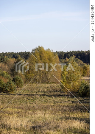 autumn landscape with deciduous trees with yellow and orange foliage during leaf fall at sunset, autumn beautiful landscape with different trees during sunset, calm weather without wind autumn landscape with deciduous trees with yellow and orange foliage during leaf fall at sunset, autumn beautiful landscape with different trees during sunset, calm weather without wind 134486494