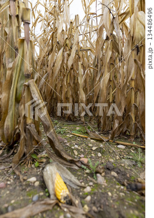 dry yellow corn in an agricultural field in the autumn of the year in cloudy weather, a whole field with yellow corn 134486496