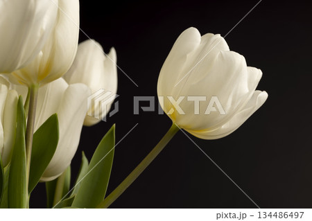 tulips in spring on a black background, beautiful white flowers tulips collected in a gift bouquet for a holiday on a black background 134486497