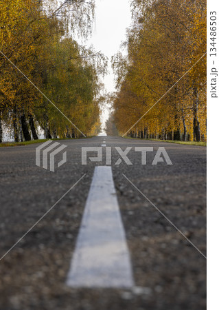 an asphalt road lined with birch trees with bright yellow foliage, a road and autumn trees in sunny weather with a sky 134486503