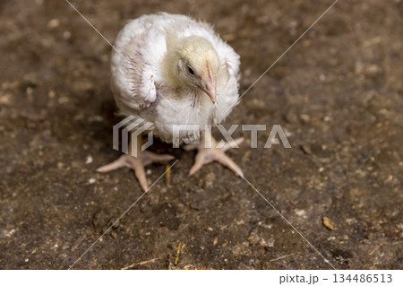fat young broiler are fattened to ensure the meat industry, close up fat young broiler are fattened to ensure the meat industry, close up 134486513