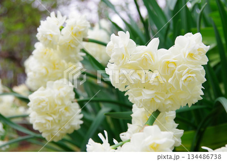 スイセン　エイリッチャー　 134486738