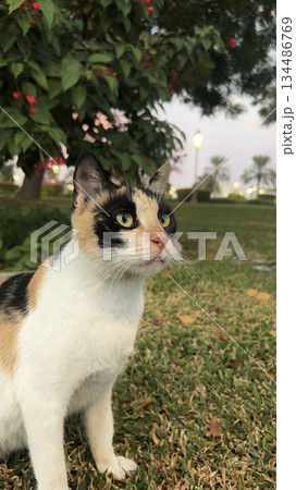 Charming and chubby Indonesian cat playfully exploring the outdoors, with fluffy fur and a curious expression. Full of energy and joy, perfect for cat lovers who enjoy watching playful, happy moments! Charming and chubby Indonesian cat playfully exploring the outdoors, with fluffy fur and a curious expression. Full of energy and joy, perfect for cat lovers who enjoy watching playful, happy moments! 134486769