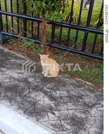 Charming and chubby Indonesian cat playfully exploring the outdoors, with fluffy fur and a curious expression. Full of energy and joy, perfect for cat lovers who enjoy watching playful, happy moments! Charming and chubby Indonesian cat playfully exploring the outdoors, with fluffy fur and a curious expression. Full of energy and joy, perfect for cat lovers who enjoy watching playful, happy moments! 134486785