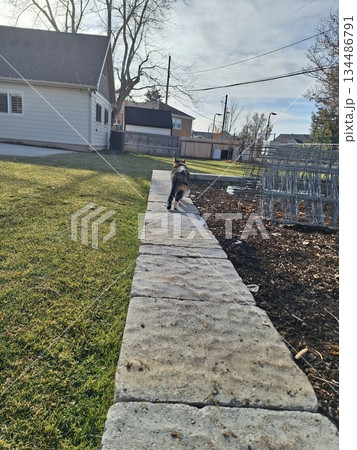 Charming and chubby Indonesian cat playfully exploring the outdoors, with fluffy fur and a curious expression. Full of energy and joy, perfect for cat lovers who enjoy watching playful, happy moments! 134486791