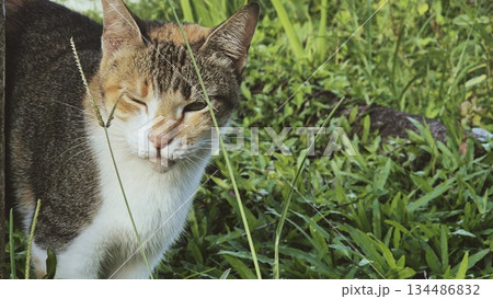 A gentle stray cat lounging calmly, eyes half-closed, exuding friendliness and trust. The setting highlights its relaxed nature, blending seamlessly with its peaceful environment. 134486832