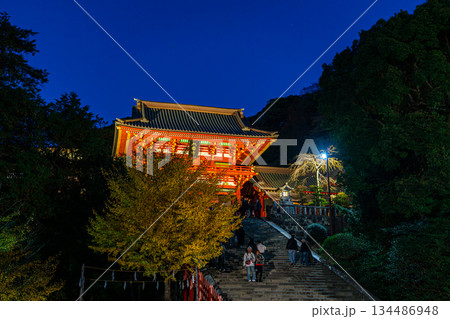 【神奈川県】大銀杏が綺麗な夜の鶴岡八幡宮 134486948