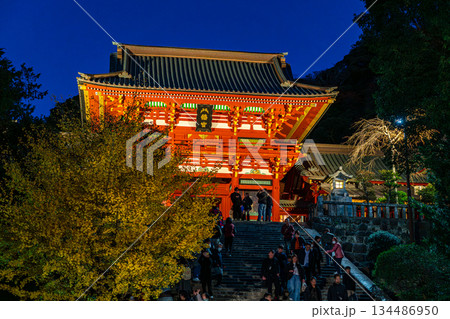 【神奈川県】大銀杏が綺麗な夜の鶴岡八幡宮 134486950