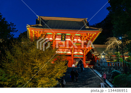 【神奈川県】大銀杏が綺麗な夜の鶴岡八幡宮 【神奈川県】大銀杏が綺麗な夜の鶴岡八幡宮 134486951