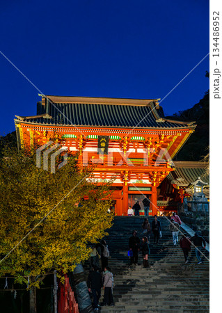 【神奈川県】大銀杏が綺麗な夜の鶴岡八幡宮 134486952