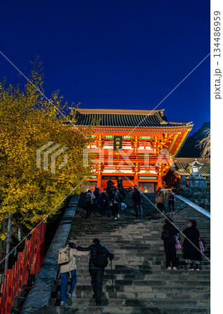 【神奈川県】大銀杏が綺麗な夜の鶴岡八幡宮 134486959