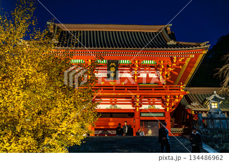 【神奈川県】大銀杏が綺麗な夜の鶴岡八幡宮 134486962