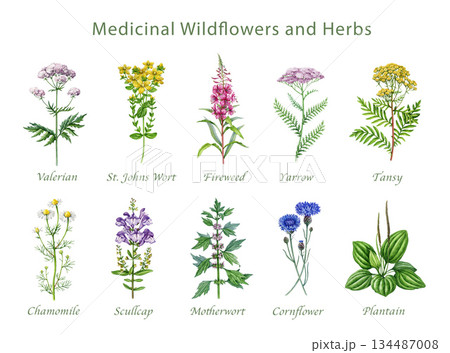 Medicinal wildflowers and herbs hand drawn watercolor illustration set. Blooming yarrow, tansy, plantain, cornflower, chamomile, valerian wild plant elements isolated on white background 134487008