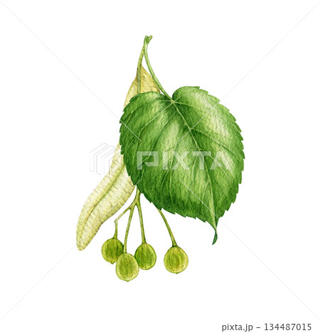 Linden tree fruits with green leaf watercolor vintage style illustration. Hand drawn lime tree nutlets close up botanical element on white background. Linden seeds natural element. Linden tree fruits with green leaf watercolor vintage style illustration. Hand drawn lime tree nutlets close up botanical element on white background. Linden seeds natural element. 134487015