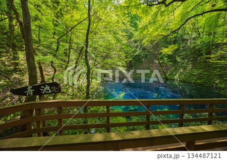 初夏の世界遺産白神山地　新緑の十二湖　青池 134487121