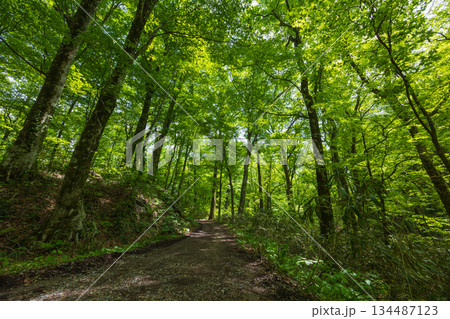 初夏の世界遺産白神山地 新緑の十二湖 ブナ自然林 初夏の世界遺産白神山地 新緑の十二湖 ブナ自然林 134487123