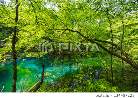 初夏の世界遺産白神山地　新緑の十二湖　沸壺の池 134487128