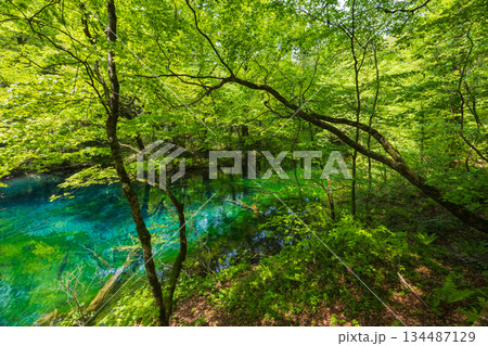 初夏の世界遺産白神山地　新緑の十二湖　沸壺の池 134487129