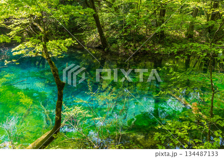 初夏の世界遺産白神山地　新緑の十二湖　沸壺の池 134487133