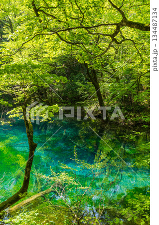 初夏の世界遺産白神山地　新緑の十二湖　沸壺の池 134487134