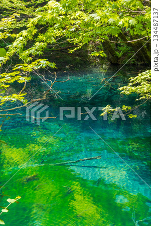 初夏の世界遺産白神山地 新緑の十二湖 沸壺の池 初夏の世界遺産白神山地 新緑の十二湖 沸壺の池 134487137